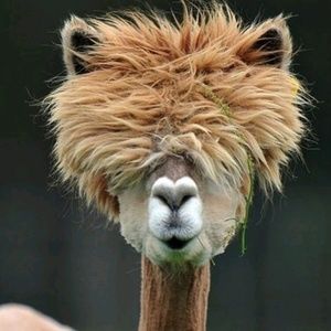 Meet your Posher, Treion